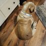 Bulldog statue Image 3
