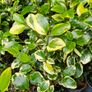 Large Shrubs, Garden Plants Image 10