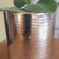 Cuban oregano, Indian borage, Indian mint, Mexican mint, Mexican oregano, and Spanish thyme (Plectranthus amboinicus). Medicinal herb.
