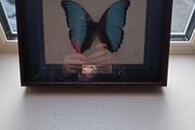 Blue butterfly in frame