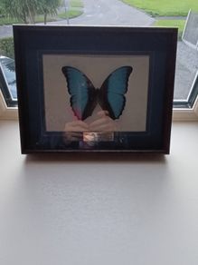 Blue butterfly in frame