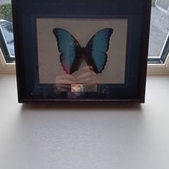 Blue butterfly in frame