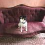 victorian sofa Image 2