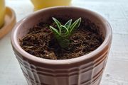 indoor plant