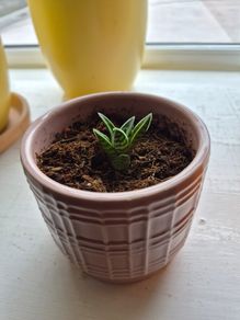 indoor plant
