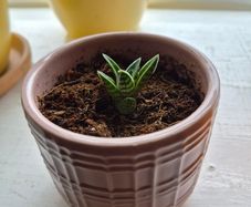 indoor plant