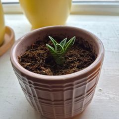 indoor plant