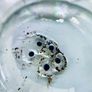 Ranitomeya tadpole tubs Image 3