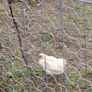 Chicken and pheasant 2026 Image 3