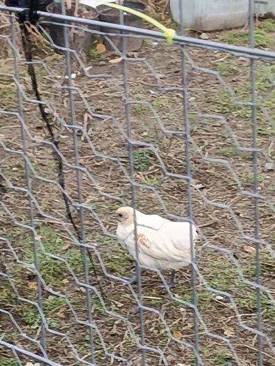 Chicken and pheasant 2026