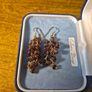 Vintage Earrings Image 2