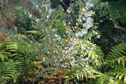eucalyptus azura tree