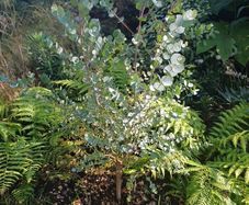 eucalyptus azura tree
