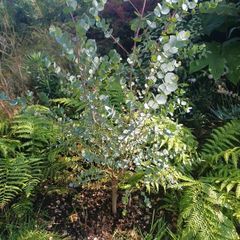 eucalyptus azura tree