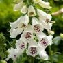 Pink Foxglove seeds Image 2