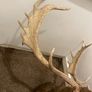 Fallow buck deer stag shoulder mount taxidermy 2 Image 9