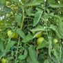 (T) Tomato Ananas seeds 0.1g (111107) Image 4
