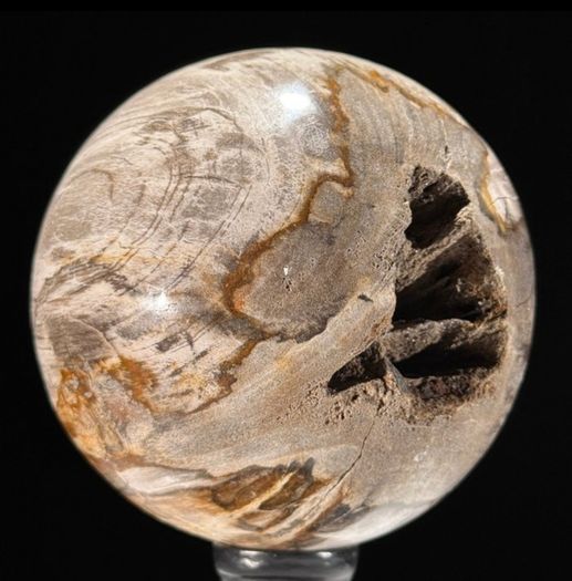 Polished Petrified Wood Geode Sphere (Diameter 10.2cm) - Wood, Woden Stand