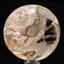 Polished Petrified Wood Geode Sphere (Diameter 10.2cm) - Wood, Woden Stand Image 10
