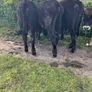 Yearling Bullocks Image 5