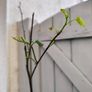 garden plants Image 2