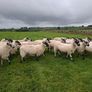 mule hoggets Image 7