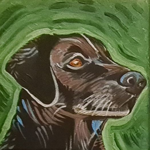 Pet Portraits
