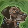 Pet Portraits Image 2