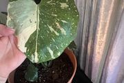 plant