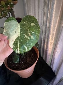 plant