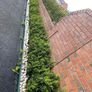 Boxwood Plants Image 4