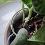 Scindapsus Trebie planter Image 4