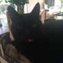 Pet minder in the comfort of their own homes. Image 7