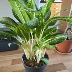 Aglaonema plant
