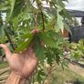 plant Accer Tree Image 2