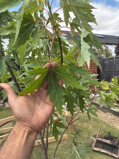 plant Accer Tree