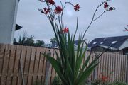 Plant  red
