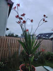 Plant  red