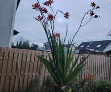 Plant  red