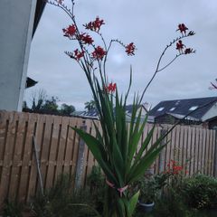 Plant  red
