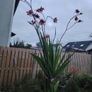 Plant  red Image 2