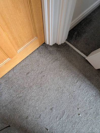 carpet