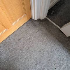 carpet