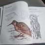 Drawn to Nature: Encounters With Irish Nature (Hardcover) Image 9