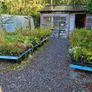 Blue Spirea Caryopteris Flowering Shrubs Image 10