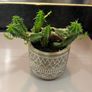 Flower Cactus in ceramic pot Image 2