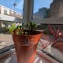 4 Chinese Money Plants including pot Image 2