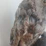 Antique Owl Image 5