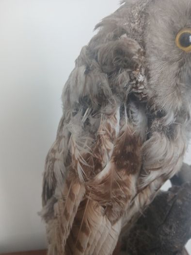 Antique Owl