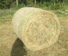 Hay